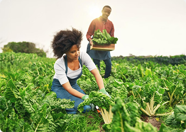 farming